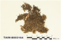 藏品(錦苔科)的圖片